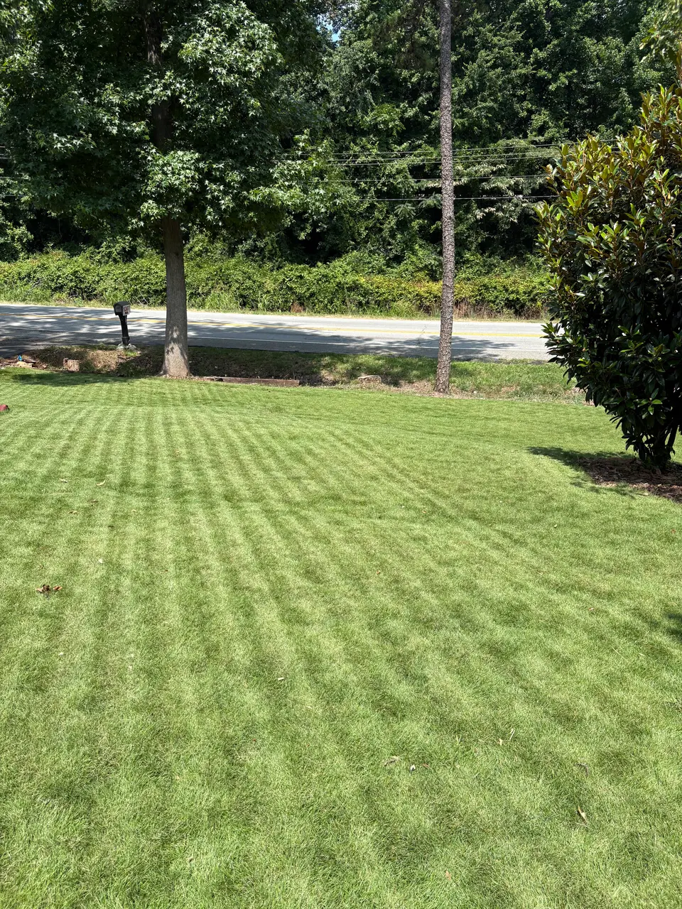 Freshly striped residential lawn maintained by Trimly