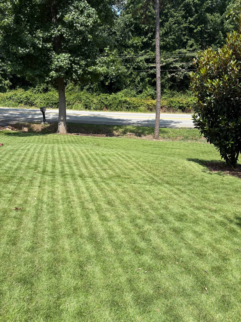 Freshly striped residential lawn maintained by Trimly